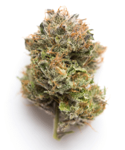 Buy Gelato #33 Online in the US