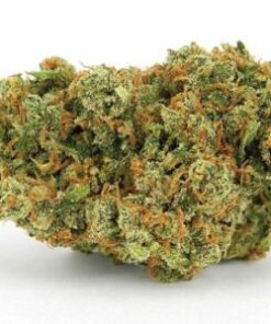 Buy Jack Herer Strain Online US