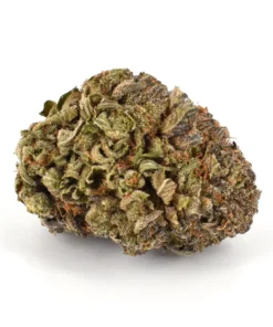  Buy Purple Urkle Strain Online US